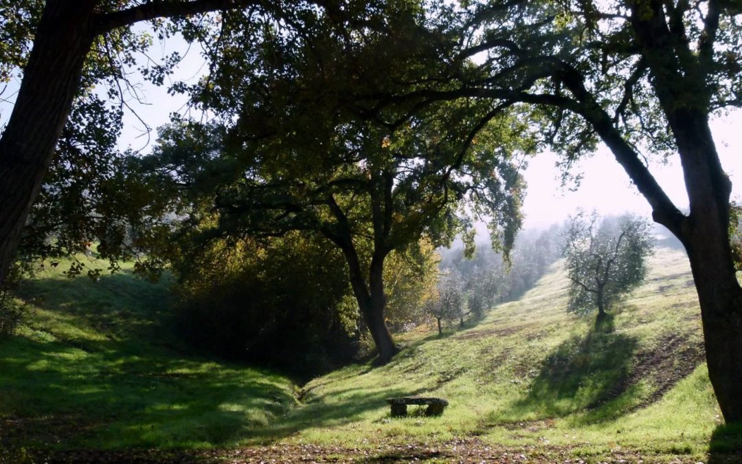 A VERY SPECIAL WALK TO EXPLORE THE AREA AND THE ITALIAN LANGUAGE